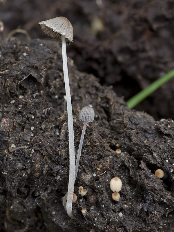 Coprinellus pellucidus